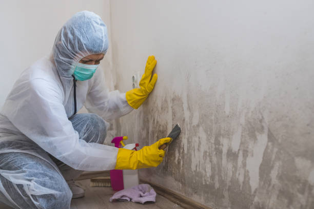 Mold Odor Removal Services in Muncy, PA